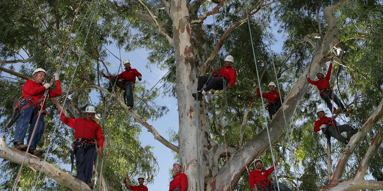 Tree Doctors, Inc