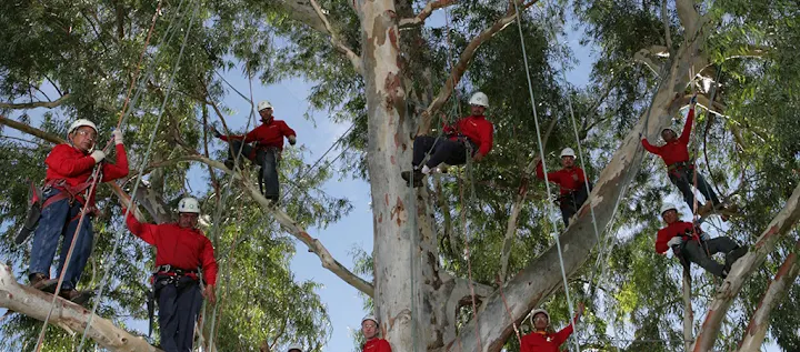 Tree Doctors, Inc