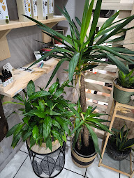 Photo n°5 de Boutique de CBD/Chanvre AU VERT SHOP Rodez à Rodez (Magasin bio)