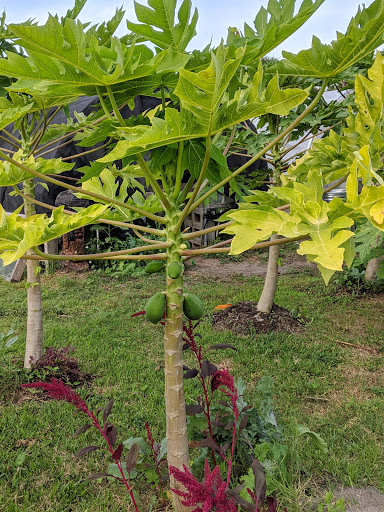 Osceola Organic Family Farm - Thumbnail