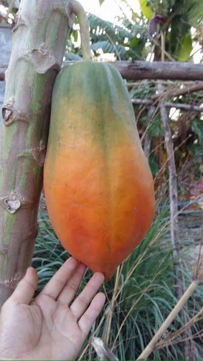 Photos of Tongibari Bazaar Jame Moshjid