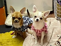 エンジェル・ミニ