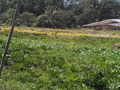 Photos of Ngasem Flower Park