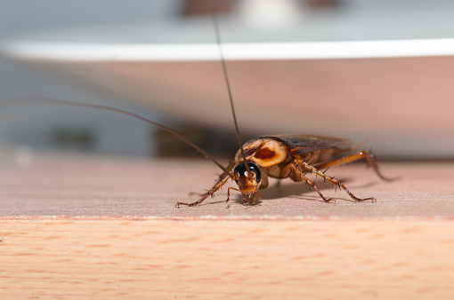 Essen Pest Control Toronto work photo 1