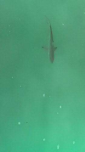Academy Bay Diving - Puerto Ayora