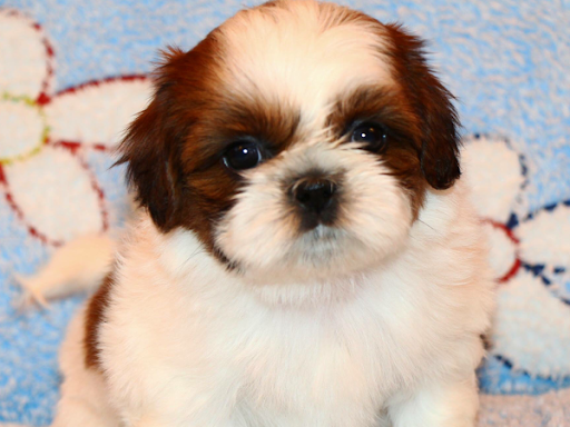 Champion line shih tzu male female pup available