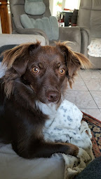 Photo n°13 de LES TERRES DE KAYA à Alloue (Éleveur de chiens)