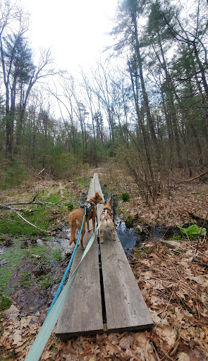 Peabody Town Forest - Thumbnail