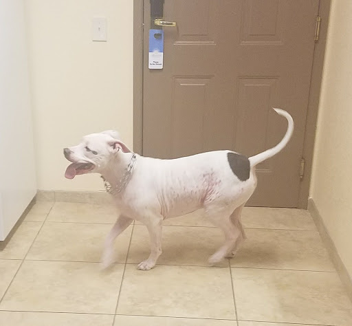 Orange-Tustin Animal Hospital - Thumbnail