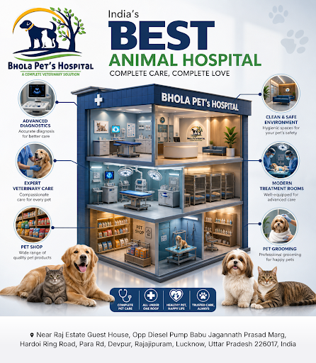 Bhola Pet's Hospital is your trusted pet clinic near me, offering comprehensive veterinary care,… post image