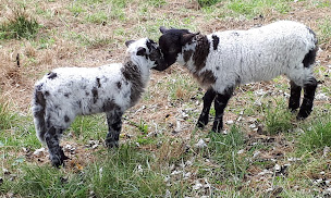 Photo n°32 de Entre Adour et Montagne à Pouillon (Maison d'hôtes)