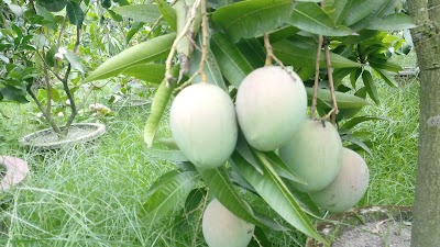 Photos of Gachgachale nursery, Bahar kachna,rangpur