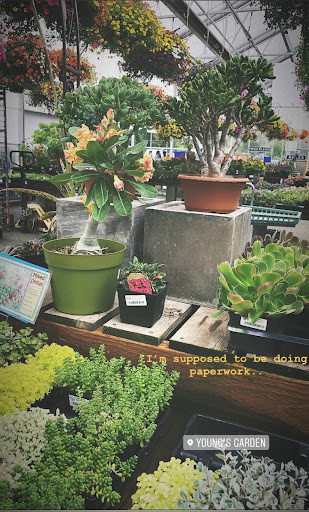 Young's Garden - Thumbnail