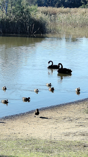 Seaford Wetlands Viewing Platform - Thumbnail
