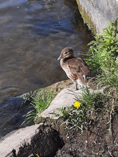Spree Imbiss - Visual