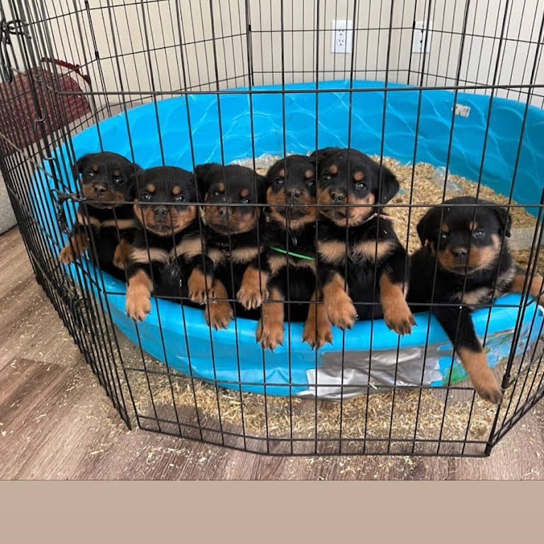 Traxstar Rottweilers - Dog Breeder