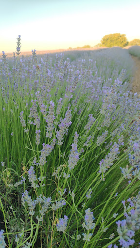 Campo de Lavanda El Marañal - Thumbnail