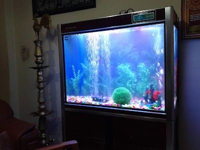 Photos of Lucky Aquarium