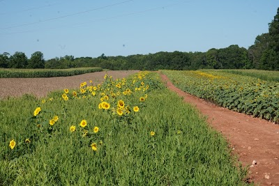 Draper WMA Sunflower Fields