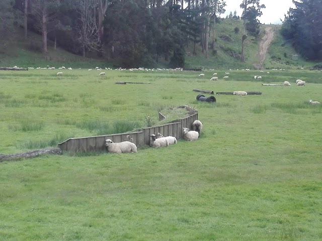 ZORB™ Rotorua