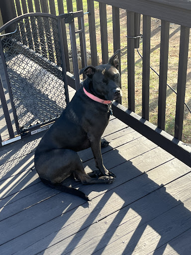 Precision Canine - Visual