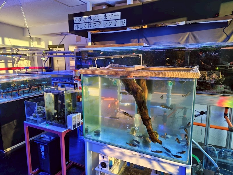 就労継続支援B型ちょこっと水族館🐠