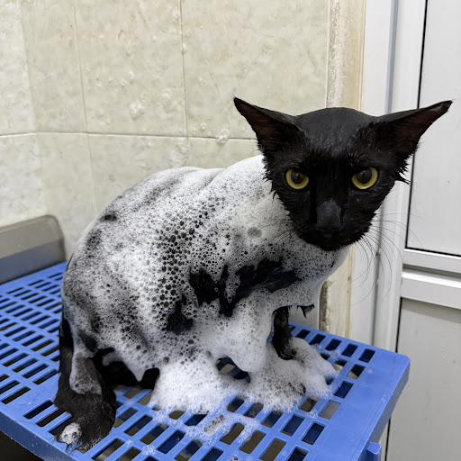 Musiu Cat Home