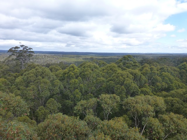 Gloucester Tree