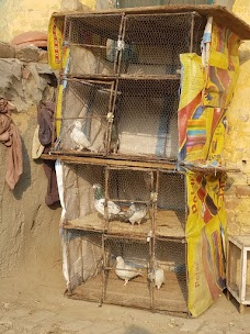 Birds Market lahore