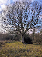 Au fil des Arbres (Dimitri Bodeur) à Lanmeur