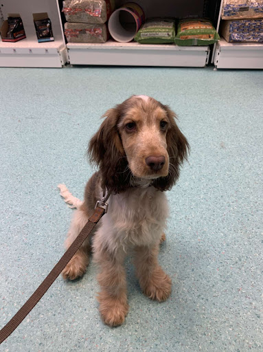 Vets for Pets Barnsley - Thumbnail