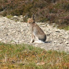 Cairngorm Nature glasgow