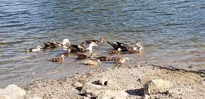 Duncan Lake Hattiesburg Mississippi