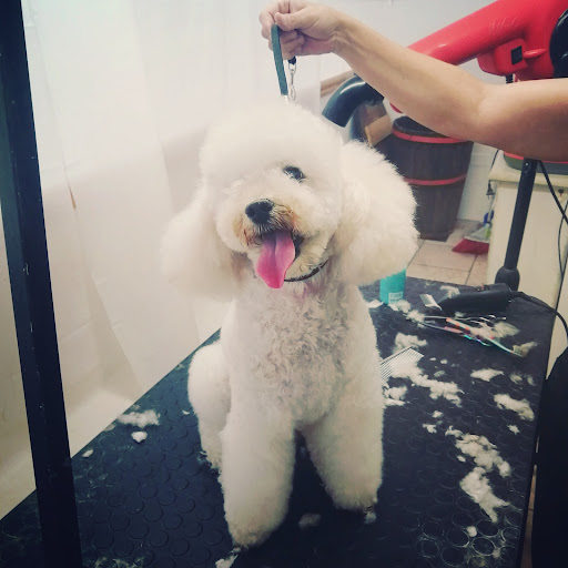 Pet Grooming da Barbara - Thumbnail