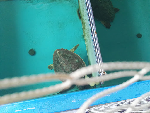 Hôpital des tortues Gallery - Italy