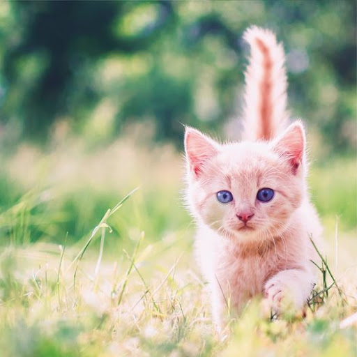 Pet's Planet TkGa - Visual