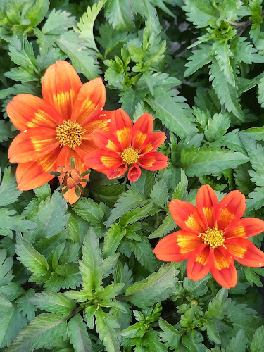 Commentaires et avis sur La Voivrotte Horticulture