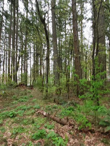 Tranquil Park - Visual