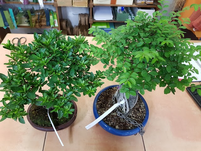 L'ARBRE DE VIE