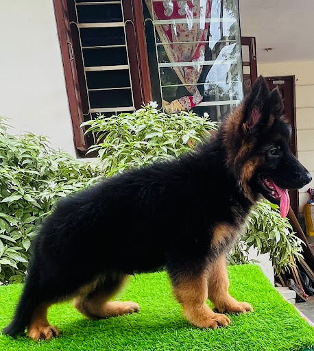 Show class German shepherd Male puppy available in Lucknow.. post image