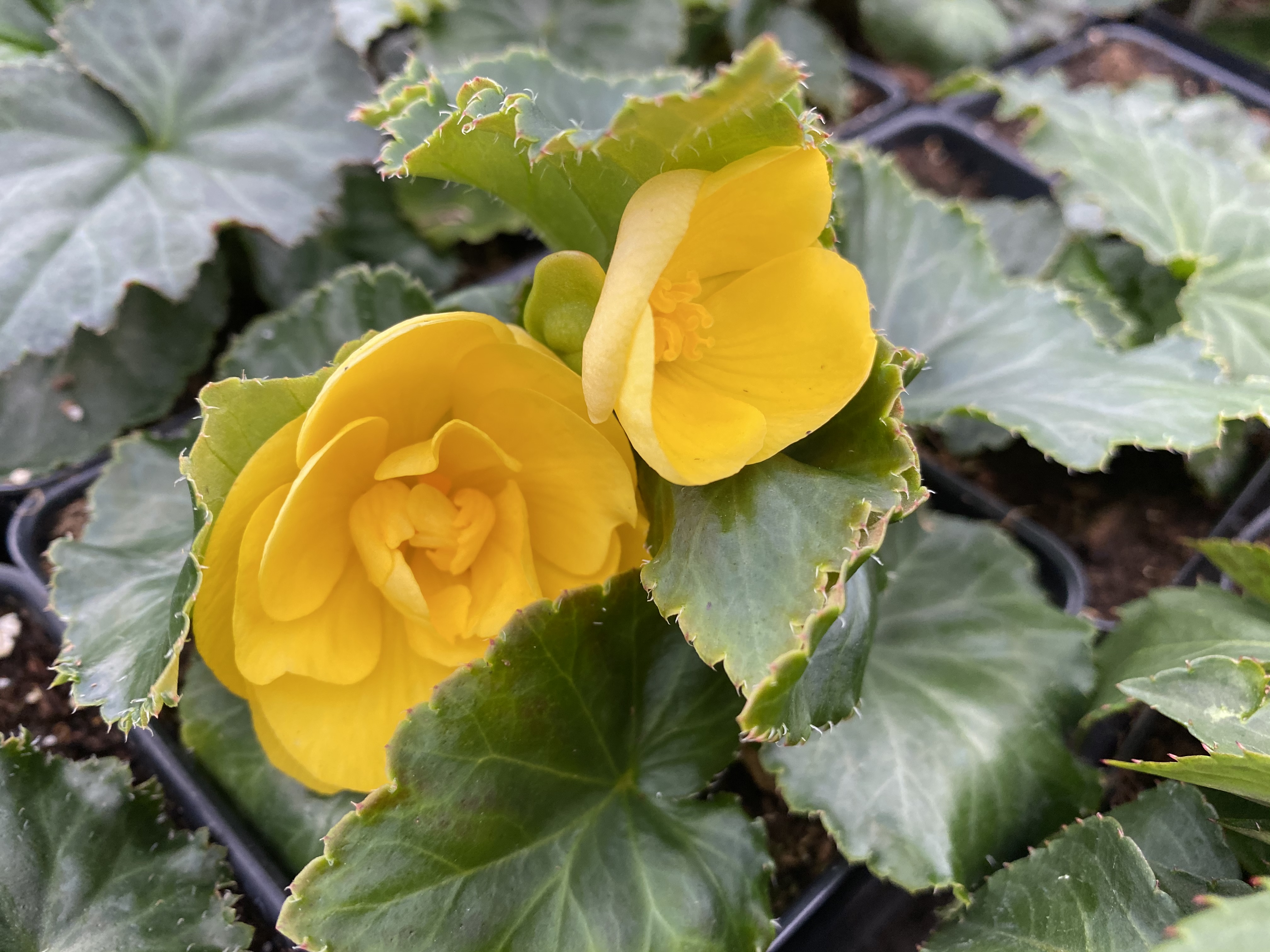 Halbur's Northland Nursery