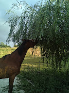 EquiVégétal - arbres fourragers chevaux à Sully