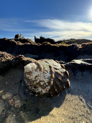 Bates Beach - Thumbnail