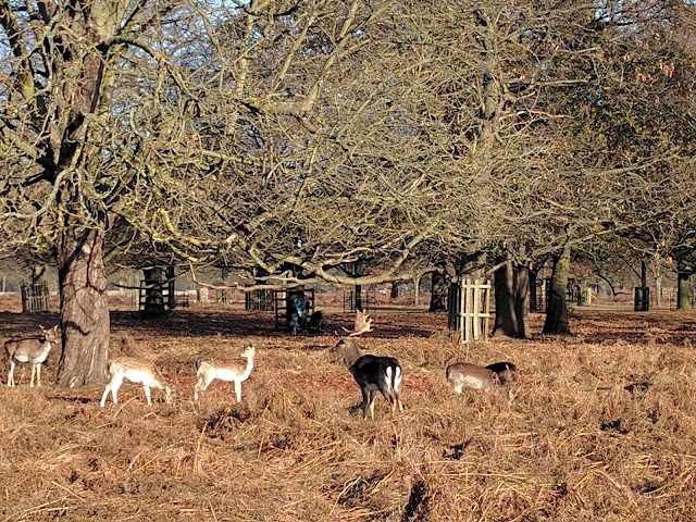 Bushy Park