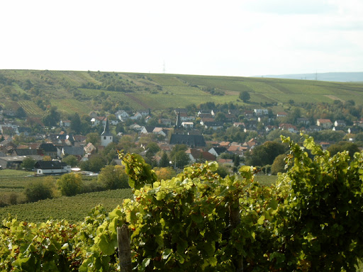 Weingut Gerhard Herrmann, Inh. Rolf Herrmann - Thumbnail