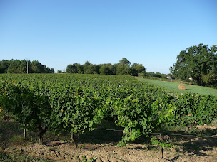 Photo n°8 de Domaine de Beaucaillou à La Brède (Vignoble)