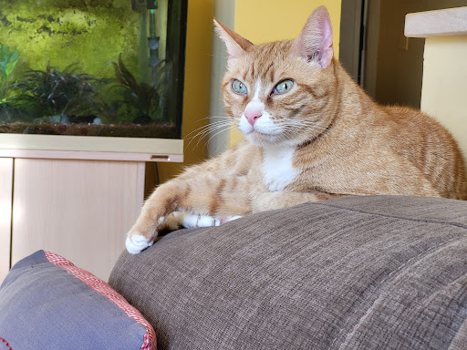 Ambulatorio Veterinario Magenta Della Dott.ssa Dott.ssa Rossi Sabrina - Thumbnail