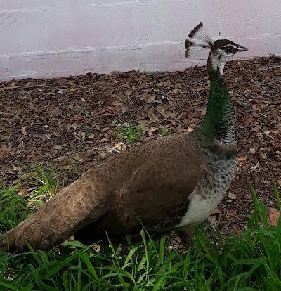 Peacock Corner