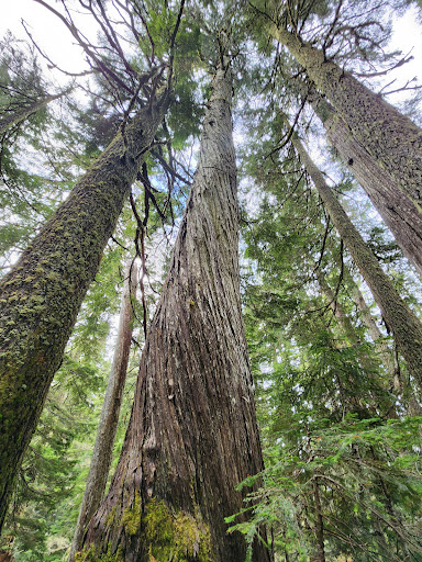 Canyon Lake Community Forest - Thumbnail