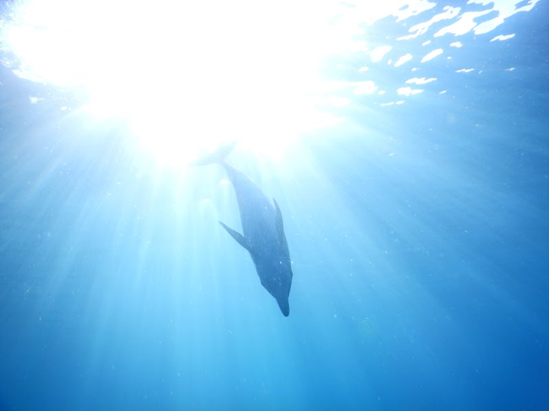 NPO法人みらいじま